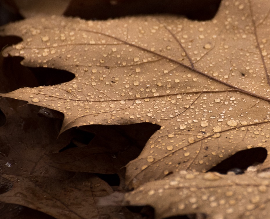 Autumn Leaves-3-p.jpg